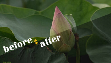 Photo of Before – After | Hậu kỳ ảnh chụp hoa sen
